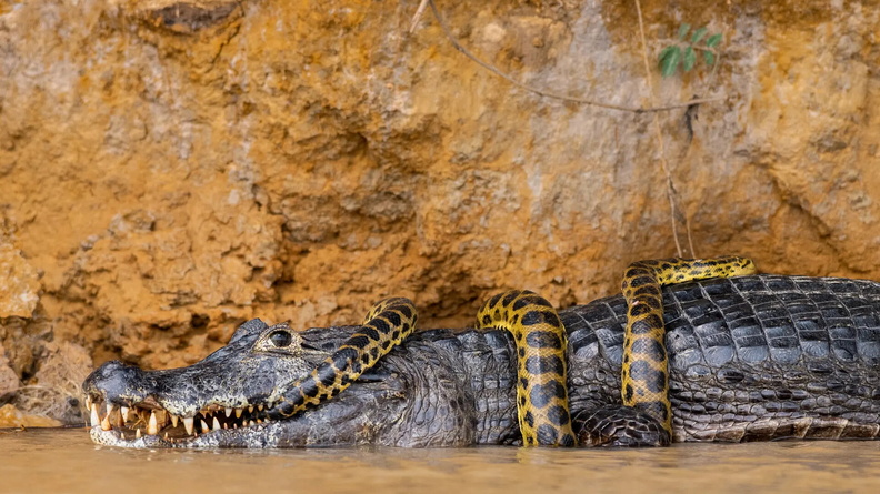 Anaconda and Caiman, Brazil